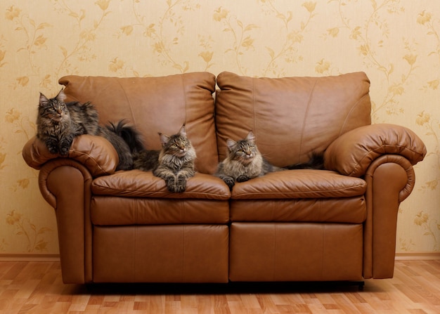 Tres gatos maine coon en un sofá