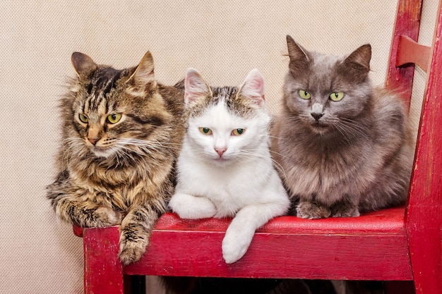 Tres gatos se sientan en una silla