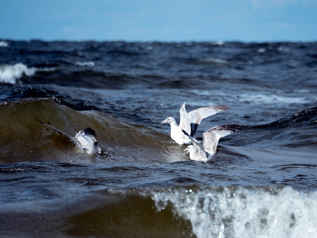 Tres gaviotas cazan peces en las olas del mar.