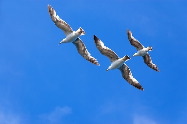 Tres gaviotas en cielo azul