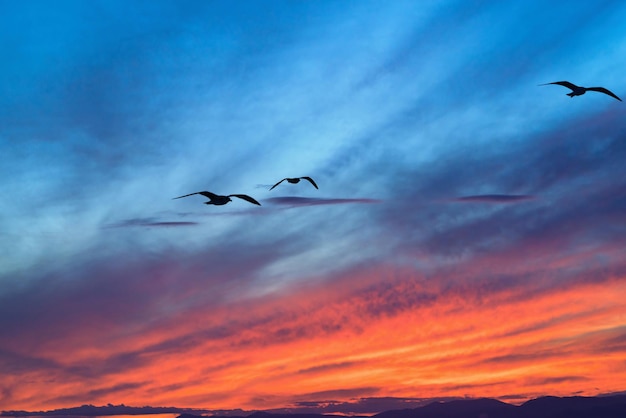 Tres gaviotas en primer plano en el cielo azul con nubes rojas en una puesta de sol