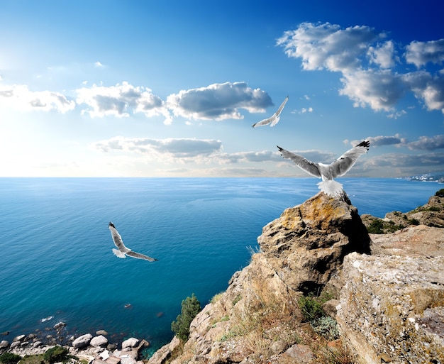 Tres gaviotas sobre el mar y las montañas.