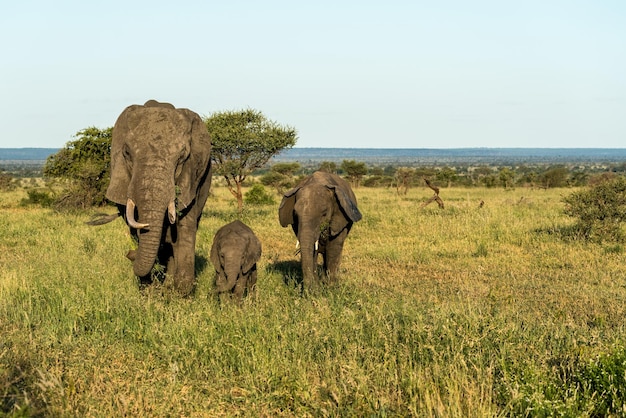 Tres generaciones de elefantes paseando por Sudáfrica