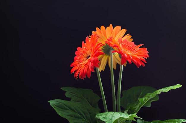 Três gerberas laranja em fundo preto. Copie o espaço