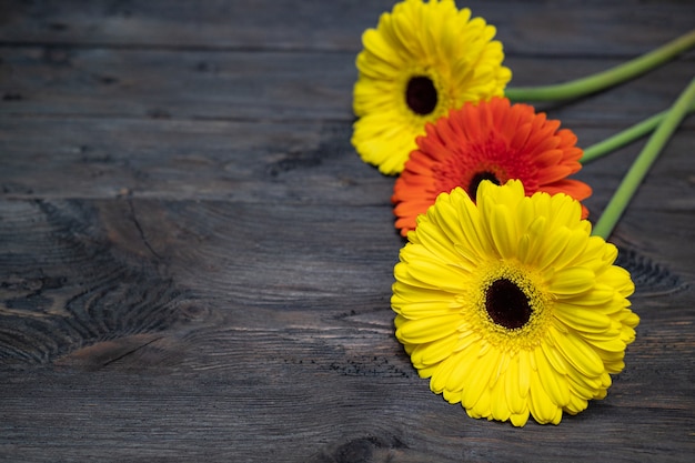 Três gerberas são amarelos e alaranjados em uma mesa de madeira escura com copyspace. Flores bonitas.