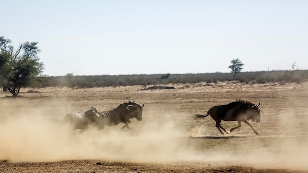Três gnus azuis correndo em terra seca no parque transfronteiriço de Kgalagadi, África do Sul Espécie Connochaetes taurinus família Bovidae