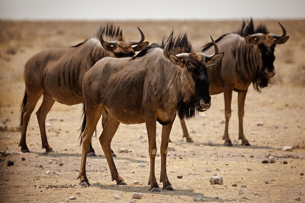 Três gnus azuis no parque nacional de etosha, namíbia