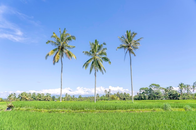 Três grandes coqueiros em terraços de arroz verde contra um céu azul em dia ensolarado perto da vila Ubud na ilha Bali Indonésia Natureza e conceito de viagem