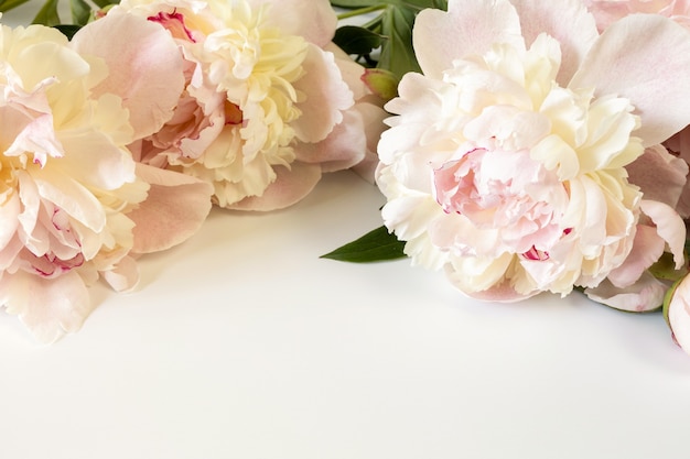 Tres grandes flores de peonía rosa beige sobre fondo de papel claro con espacio para texto