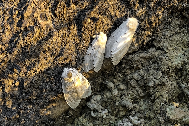 Tres grandes polillas nocturnas blancas se sientan en el suelo