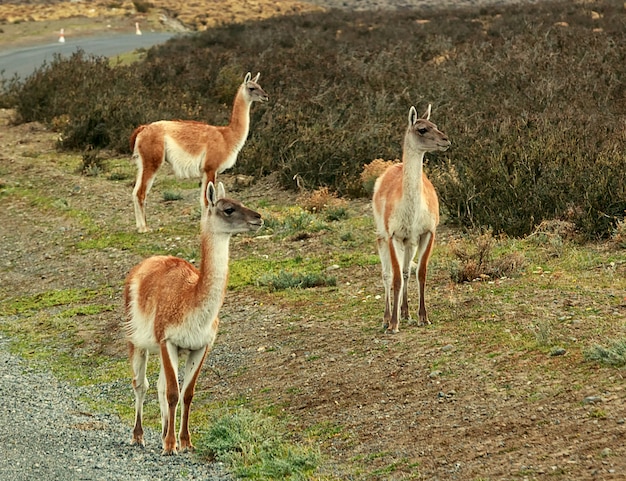 Três guanacos ficam na estrada no parque nacional Torres del Paine, Patagonia, América do Sul