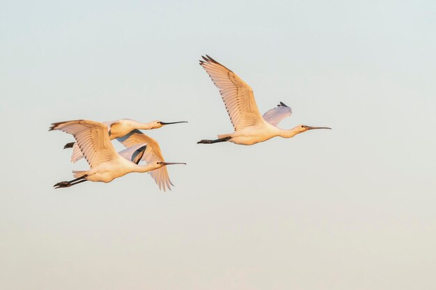 Tres Hermosa espátula euroasiática juvenil o espátula común (Platalea leucorodia) en vuelo.