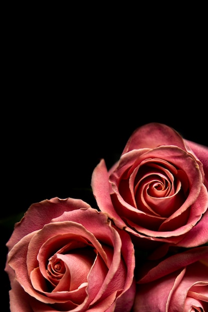 Tres hermosas flores rosas rosadas Objeto aislado sobre fondo negro