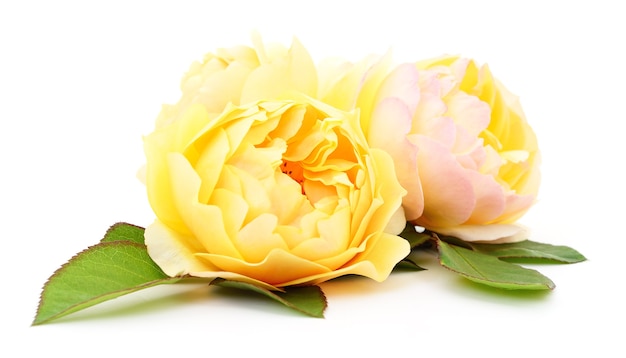 Tres hermosas rosas amarillas aisladas