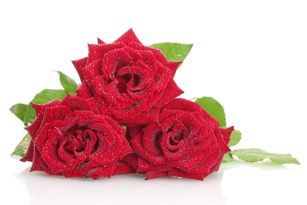 Tres hermosas rosas rojas con gotas aisladas en blanco