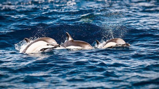 Foto tres hermosos delfines