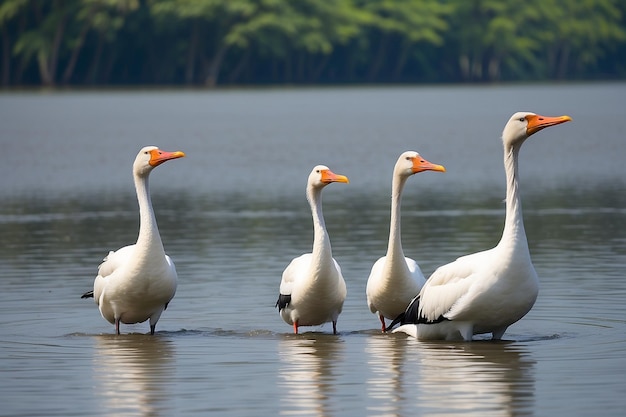 Tres hermosos gansos y cigüeñas nadan en el agua de un lago en Assam, India