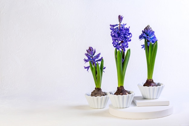 Tres hermosos jacintos púrpuras florecen en cuencos de cerámica en un podio de madera blanca