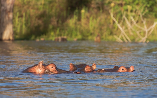 Tres hipopótamos tirados en el agua. Lago Naivasha. Kenia