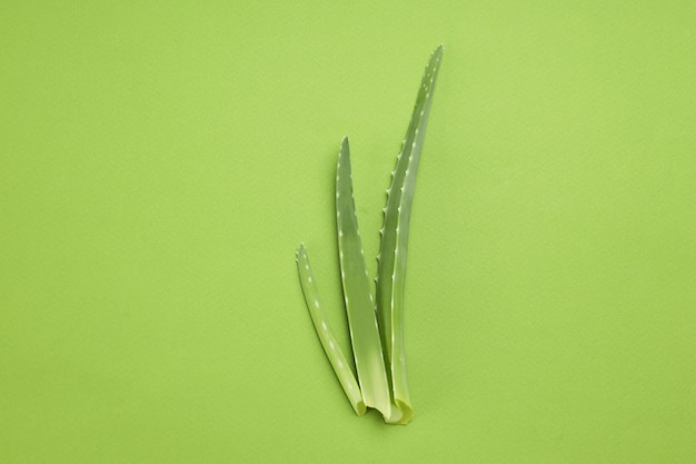 Tres hojas de aloe vera sobre fondo verde