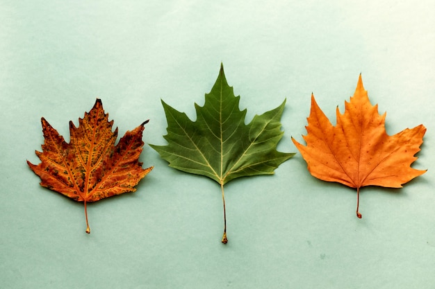 Tres hojas de arce de diferentes colores.