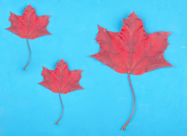 Tres hojas de arce rojo brillante