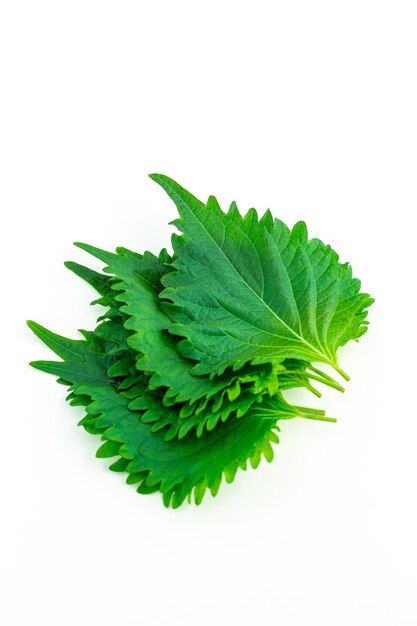 Tres hojas de perilla o shiso en un fondo blanco cerca verticalmente