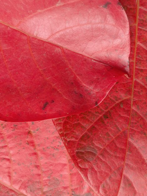 Tres hojas rojas