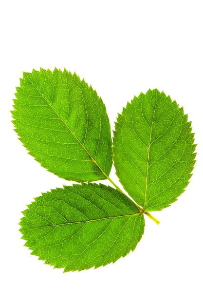 Tres hojas verdes aisladas sobre fondo blanco.