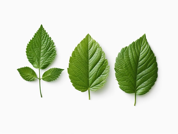 Tres hojas verdes se muestran en una superficie blanca generativa ai