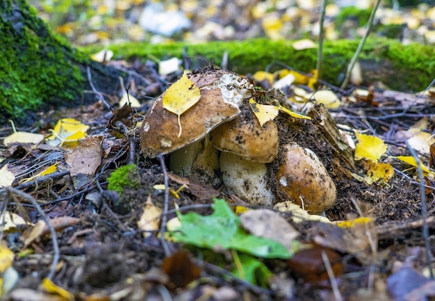 Tres hongos porcini jóvenes salen de debajo de las hojas