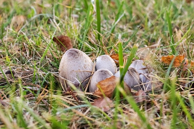 Tres hongos venenosos marrones entre hojas amarillas