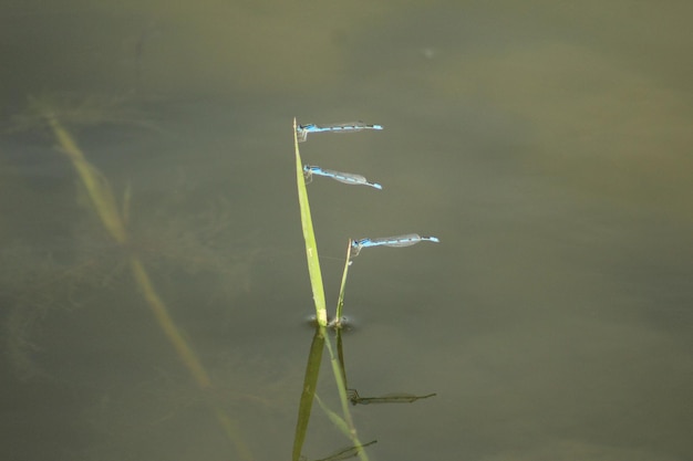 Foto três insetos familiares bluet descansando na grama que se estende da água lisa