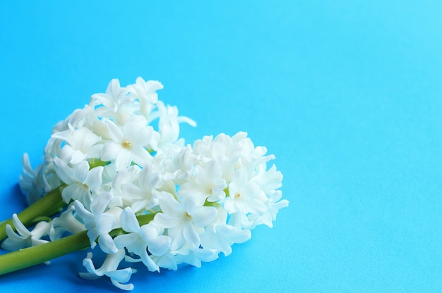 Tres jacintos de flores blancas con tallos verdes sobre azul.