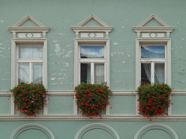 Três janelas com flores na parede verde