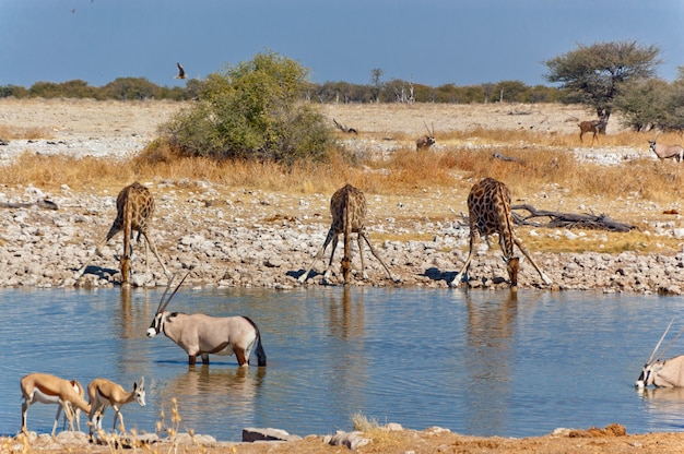 Tres jirafas bebiendo del abrevadero. Reserva africana de naturaleza y vida silvestre, Etosha, Namibia