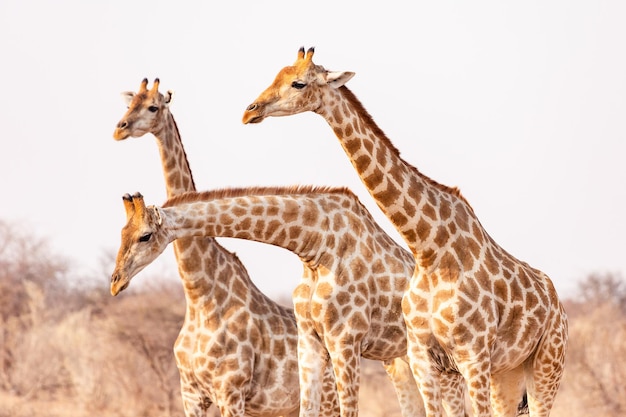 Tres jirafas de perfil en el Parque Nacional de Etosha. Namibia. Safari africano