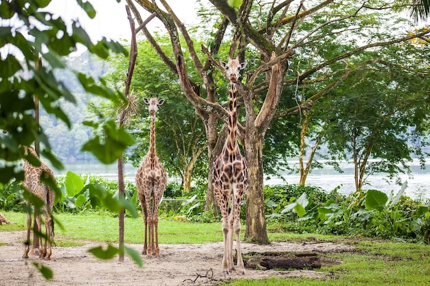 Tres jirafas de pie