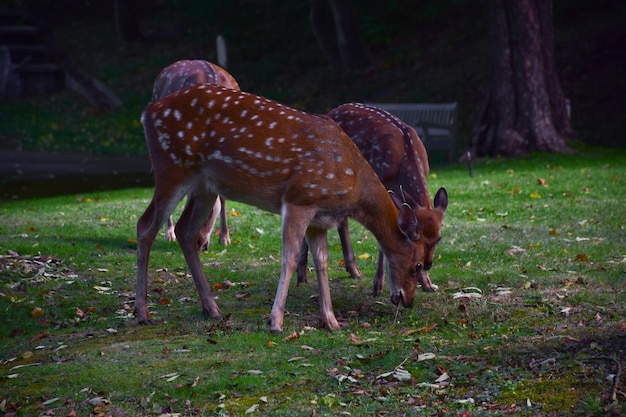 Tres jóvenes ciervos sika pastan en el bosque de otoño y comen hierba verde