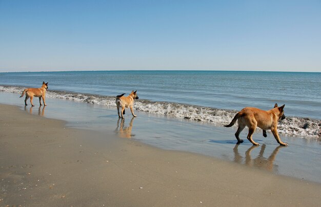 Tres jóvenes malinois en la playa