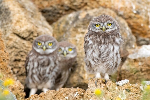 Tres jóvenes mochuelos, Athene noctua, de pie sobre las piedras cerca del agujero