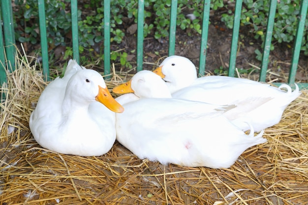 tres jóvenes pato blanco sentarse en paja en jaula de acero verde