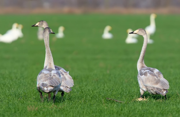 Três jovens cisnes bravos filmados em um campo de trigo verde brilhante nas férias.