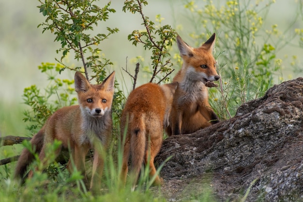 Três jovens raposas vermelhas ficam em pé em uma rocha na grama