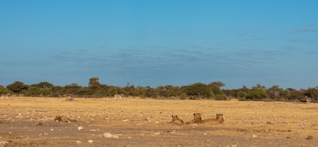 Três leões deitados vendo zebras