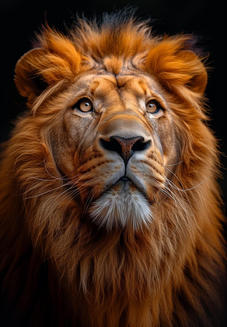 Foto três leões estão em uma rocha, um deles é um leão e o outro é um león.