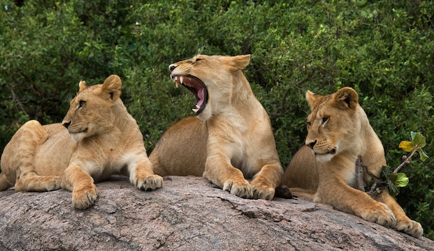 Tres leonas yacen juntas. Kenia. Tanzania. África. Serengeti. Masai Mara.