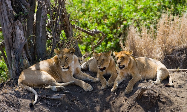 Tres leonas yacen juntas. Kenia. Tanzania. África. Serengeti. Masai Mara.