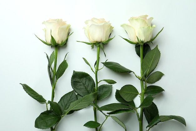Três lindas rosas brancas em branco