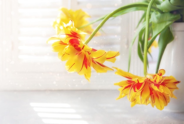 Três lindas tulipas amarelas brilhantes em um vaso na janela no fundo ensolarado de primavera turva. Primavera, conceito de amor, close-up, copie o espaço.